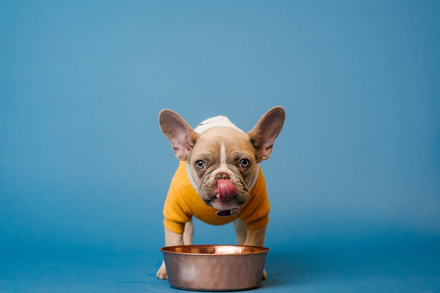 A french bulldog drinking alkaline water from a copper bowl