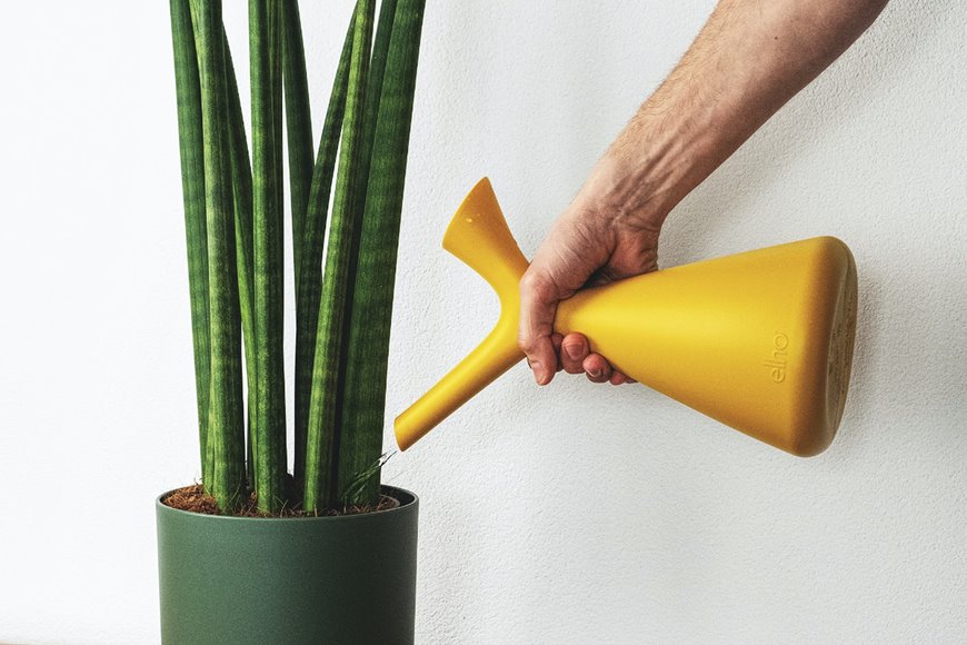 Watering a plant with alkaline water